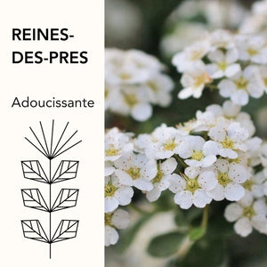 La Reine des près est une plante sauvage qui pousse abondamment en Auvergne. Elle est excellente pour prendre soin de tout type de peaux, notamment les peaux sensibles. Nous l'utilisons dans notre lait corps Velavi naturel et certifié bio